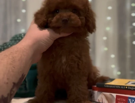 GERÇEK KORE POODLE - 11470 - Görsel 3