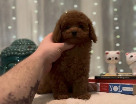 BEBEK YÜZ YAPISINA SAHİP TOY POODLE - 11471