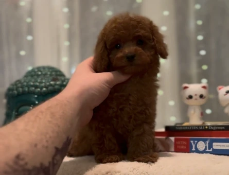 BEBEK YÜZ YAPISINA SAHİP TOY POODLE - 11471 - Görsel 3