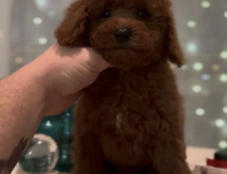 KIVIR KIVIR TOY POODLE - 11472 - Görsel 3