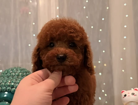 MİNİ BOY POODLE BEBEK - 11474 - Görsel 3
