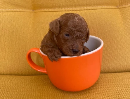 GERÇEK TOY POODLE - 11477