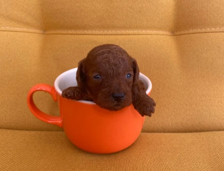 GERÇEK TOY POODLE - 11477 - Görsel 3