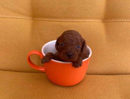 GERÇEK TOY POODLE - 11477 - Görsel 4