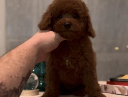 TOY POODLE - 11479 - Görsel 3