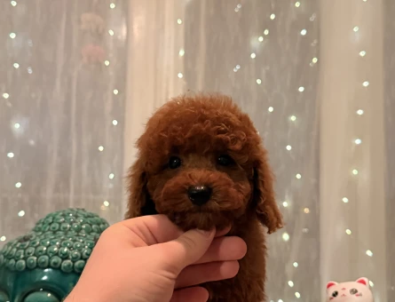 TEACUP GERÇEK KORE BEBEGIM - 11482 - Görsel 3