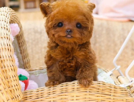MICRO BOY TOY POODLE YAVRULARIM - 11542