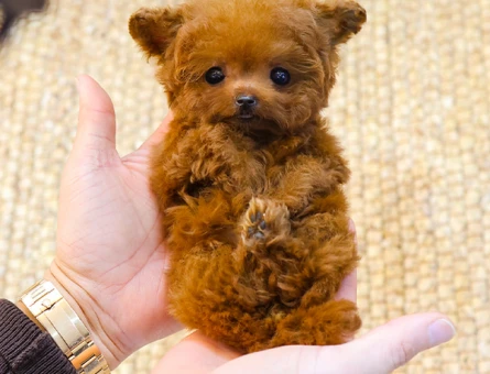 MICRO BOY TOY POODLE YAVRULARIM - 11542 - Görsel 3