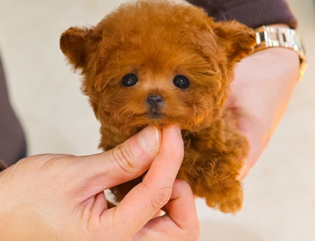 MICRO BOY TOY POODLE YAVRULARIM - 11542 - Görsel 4