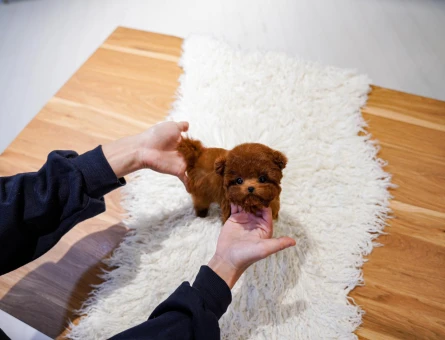 Oyuncak suratli kore toy poodle bebislerimiz - 11544