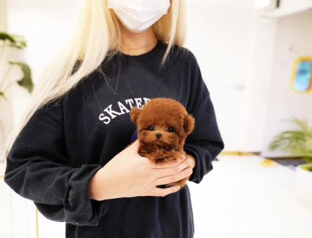 Oyuncak suratli kore toy poodle bebislerimiz - 11544 - Görsel 3