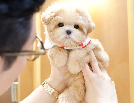 EN OZEL VE GUZEL TOY POODLE COCUKLARIM - 11546