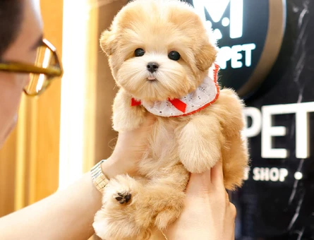 EN OZEL VE GUZEL TOY POODLE COCUKLARIM - 11546 - Görsel 3