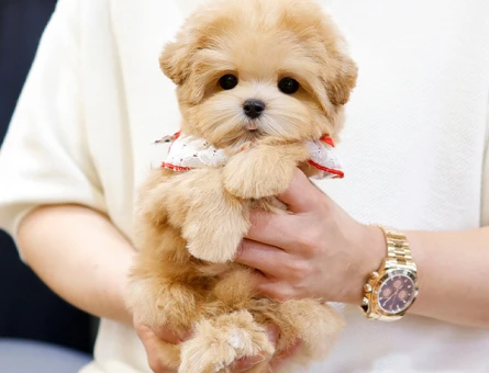 EN OZEL VE GUZEL TOY POODLE COCUKLARIM - 11546 - Görsel 4