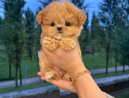 Turkiyenin en ozel kore toy poodle cocuklari - 11548