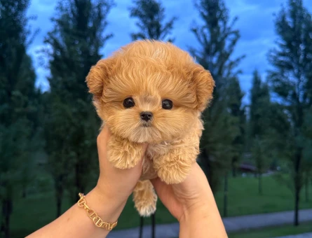 Turkiyenin en ozel kore toy poodle cocuklari - 11548 - Görsel 3
