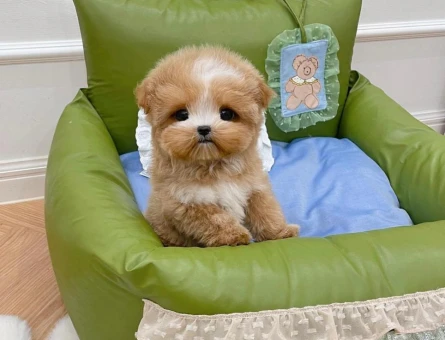 Muazzam yapida toy poodle bebeklerimiz - 11549