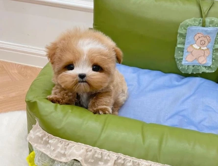Muazzam yapida toy poodle bebeklerimiz - 11549 - Görsel 3