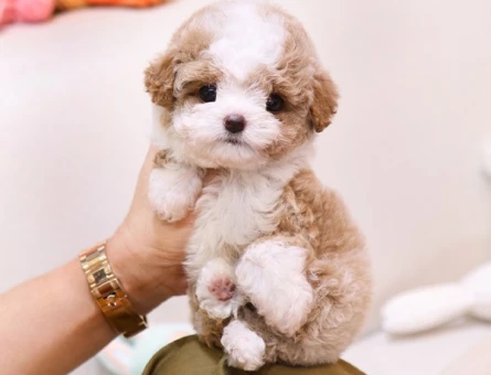 Koreden gelen minicik micro poodle yavrumuz - 11551