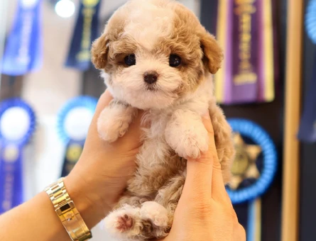 Koreden gelen minicik micro poodle yavrumuz - 11551 - Görsel 3
