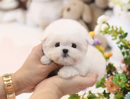 SEKERMI SEKER TOY POODLE YAVRULARIM - 11552