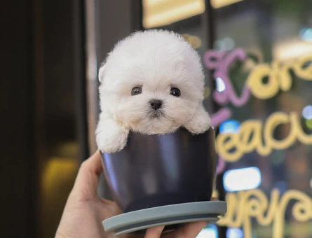 SEKERMI SEKER TOY POODLE YAVRULARIM - 11552 - Görsel 3