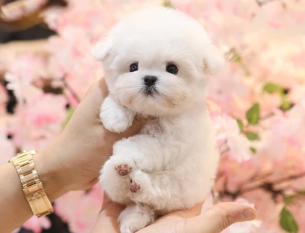 SEKERMI SEKER TOY POODLE YAVRULARIM - 11552 - Görsel 4