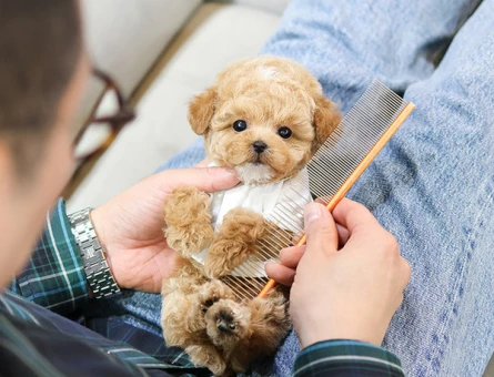 TOY POODLE YAVRULARIM - 11554