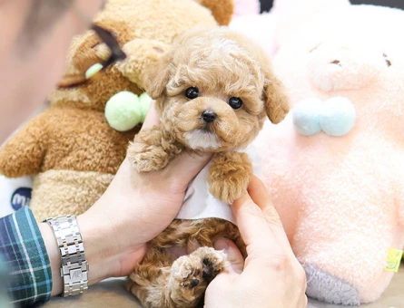 TOY POODLE YAVRULARIM - 11554 - Görsel 3