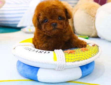 TEDDY FACE MICRO KOREAN POODLE YAVRULAR - 11556