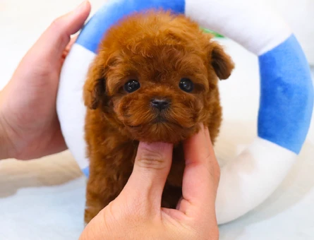 TEDDY FACE MICRO KOREAN POODLE YAVRULAR - 11556 - Görsel 3