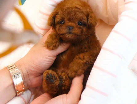 TEDDY FACE MICRO KOREAN POODLE YAVRULAR - 11556 - Görsel 4