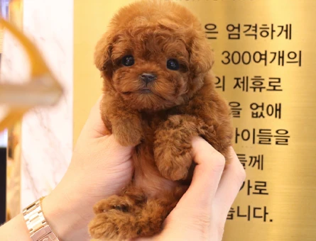 TEDDY FACE MICRO KOREAN POODLE YAVRULAR - 11556 - Görsel 5