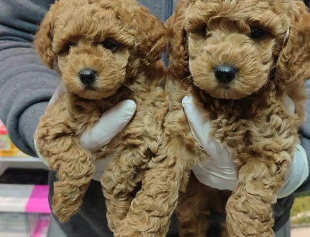 Göz Alıcı Toy Poodle - 11566