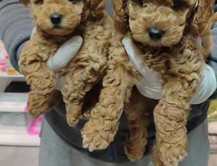 Göz Alıcı Toy Poodle - 11566 - Görsel 3