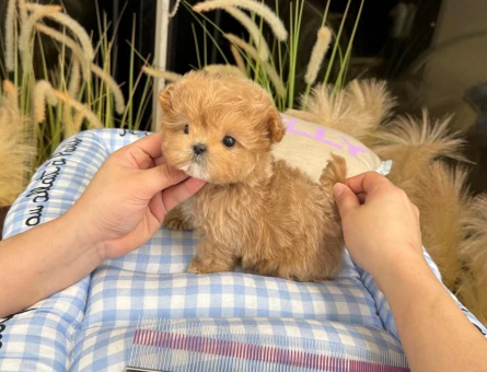 cok tatli korean export toy poodle  yavrumuz - 11567