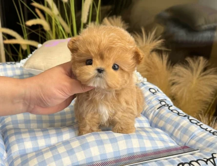 cok tatli korean export toy poodle yavrumuz - 11567 - Görsel 3