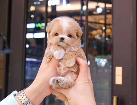Bal tatlisi kore toy poodle cocuklarim - 11569