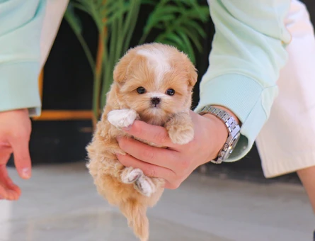 Bal tatlisi kore toy poodle cocuklarim - 11569 - Görsel 3