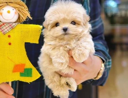 BU KADAR GUZELI YOK KORE POODLE BEBISLER - 11570