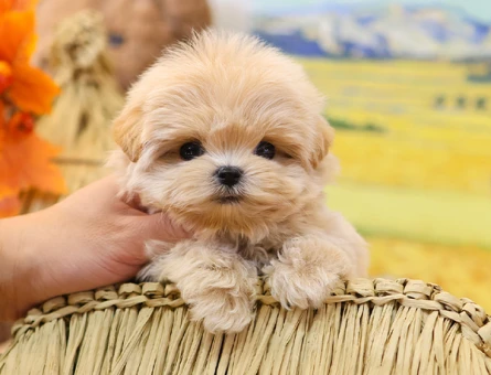 BU KADAR GUZELI YOK KORE POODLE BEBISLER - 11570 - Görsel 3