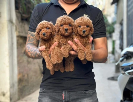 A KALİTE TOY POODLE BEBEKLERİM - 11571
