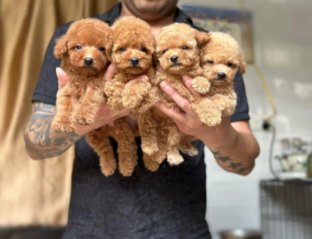 A KALİTE TOY POODLE BEBEKLERİM - 11571 - Görsel 3