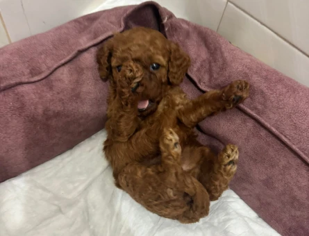 A PLUS TOY POODLE BEBEKLERİM - 11572