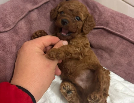 A PLUS TOY POODLE BEBEKLERİM - 11572 - Görsel 3