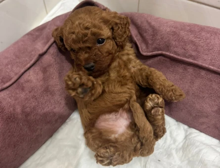 A PLUS TOY POODLE BEBEKLERİM - 11572 - Görsel 4