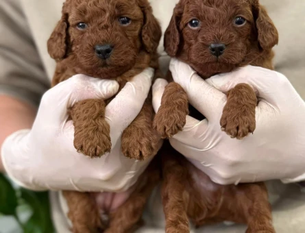 KOREAN MENŞELİ POODLE BEBEKLERİM - 11574 - Görsel 3