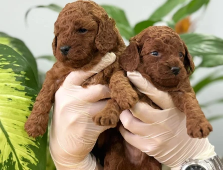 KOREAN MENŞELİ POODLE BEBEKLERİM - 11574 - Görsel 4