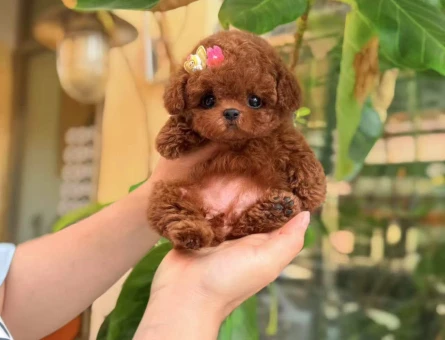SEVİMLİ YÜZ TOY POODLE BEBEKLERİM - 11575