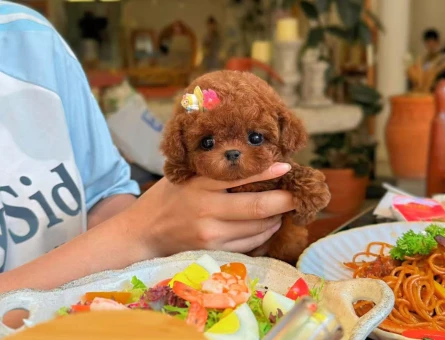 SEVİMLİ YÜZ TOY POODLE BEBEKLERİM - 11575 - Görsel 3